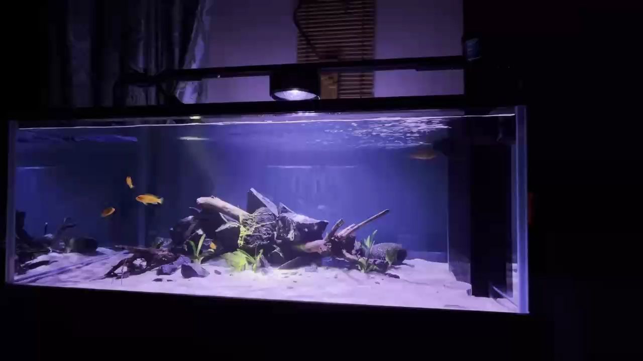 紅龍魚的發(fā)色特點(diǎn)：紅龍魚的發(fā)色過程