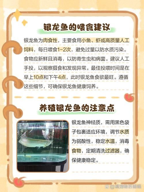 黃化銀龍魚怎么養出狀態圖解