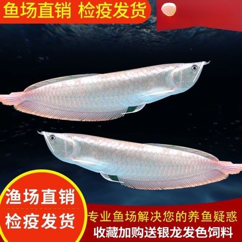 黃化銀龍魚怎么養出狀態圖解