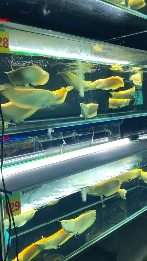 黃化銀龍魚怎么養出狀態圖解