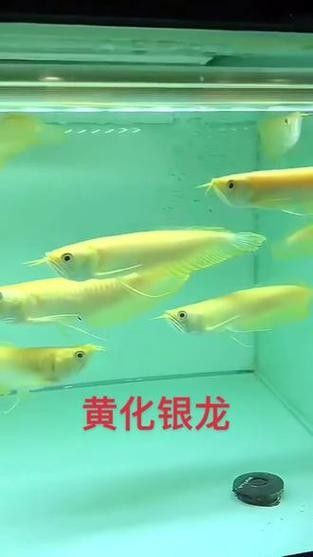 黃化銀龍魚怎么養出狀態圖解