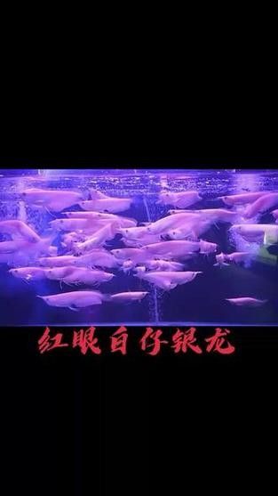 黃化銀龍魚怎么養出狀態圖解