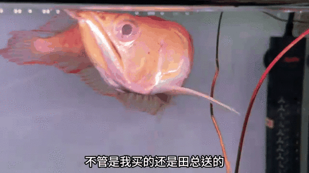 黃化銀龍魚怎么養出狀態圖解