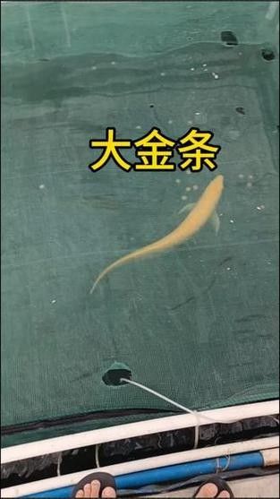 黃化銀龍魚怎么養出狀態圖解