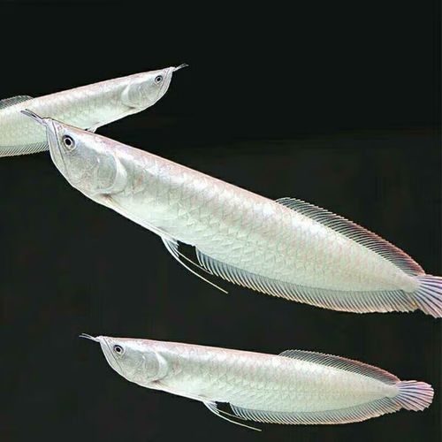 黃化銀龍魚怎么養出狀態圖解