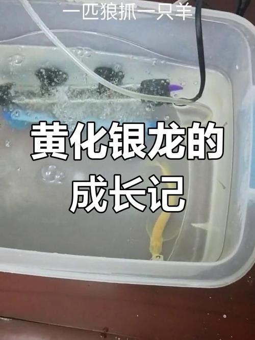 黃化銀龍魚怎么養出狀態圖解