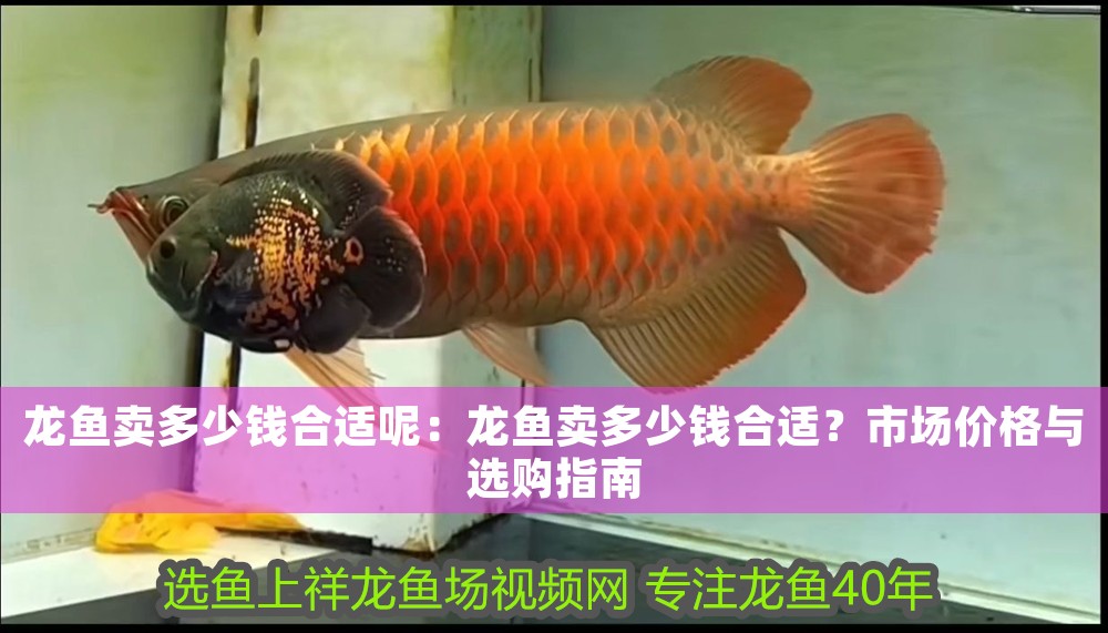 龍魚賣多少錢合適呢：龍魚賣多少錢合適？市場價格與選購指南