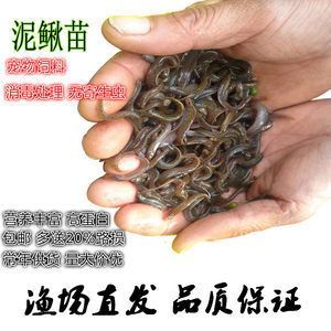 養龍魚時選擇合適的餌料是非常重要的，不僅可以保證龍魚營養需求：養龍魚時喂什么餌料比較好