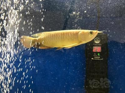 龍魚神龜救了多少人：龍魚和神龜在中國文化中象征著長壽與好運