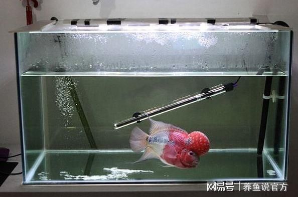 熱帶魚的魚缸里用放加熱棒嗎（熱帶魚冬季養護技巧）