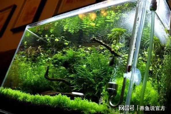 熱帶魚的魚缸里用放加熱棒嗎（熱帶魚冬季養護技巧）
