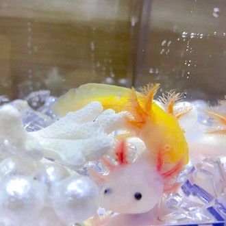恐龍魚多少錢一只幼崽能長大