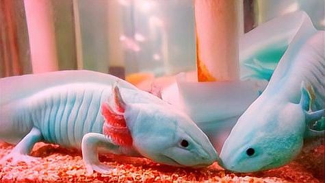 恐龍魚多少錢一只幼崽能長大
