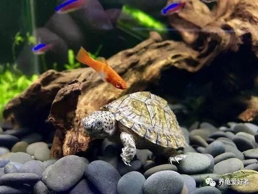 龍魚龜混養寓意著什么：龍魚混養風水講究，豬鼻龜與龍魚混養技巧