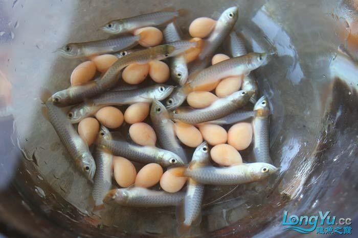 龍魚幼苗一只多少錢一條圖片