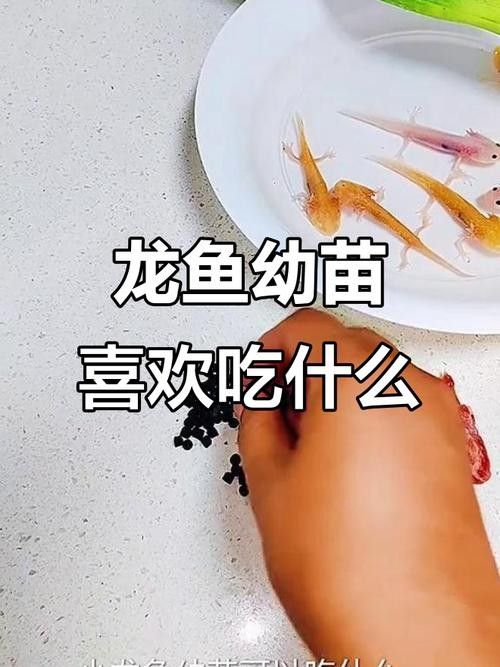 龍魚幼苗一只多少錢一條圖片