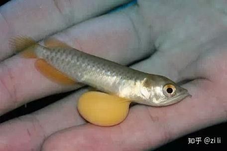 龍魚幼苗一只多少錢一條圖片