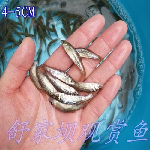 龍魚幼苗一只多少錢一條圖片