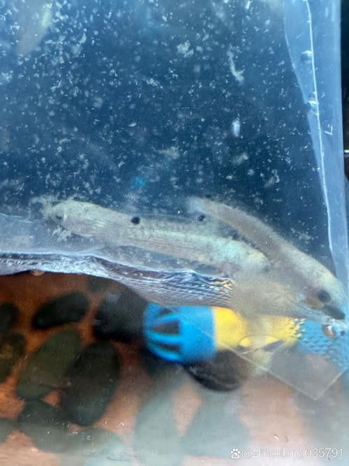 龍魚幼苗一只多少錢一條圖片