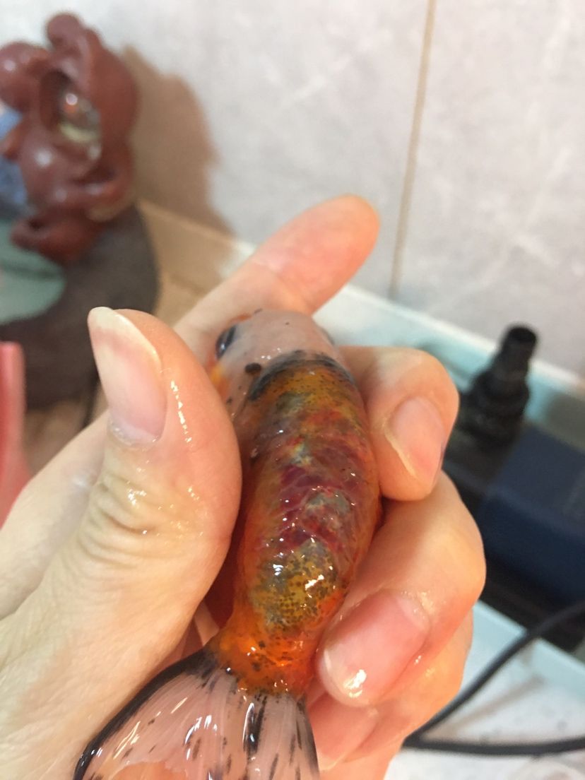 求助蘭壽背鱗問題