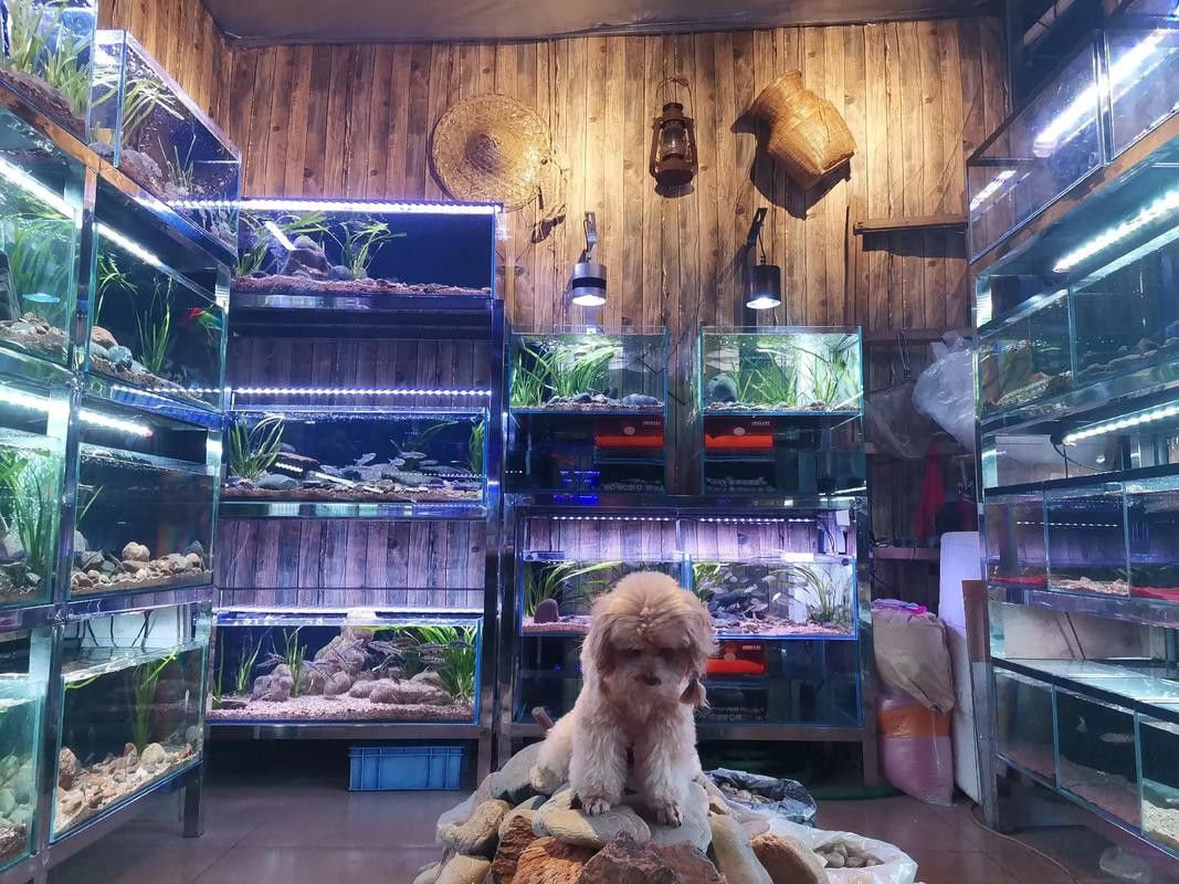 天津雷龍魚專賣店