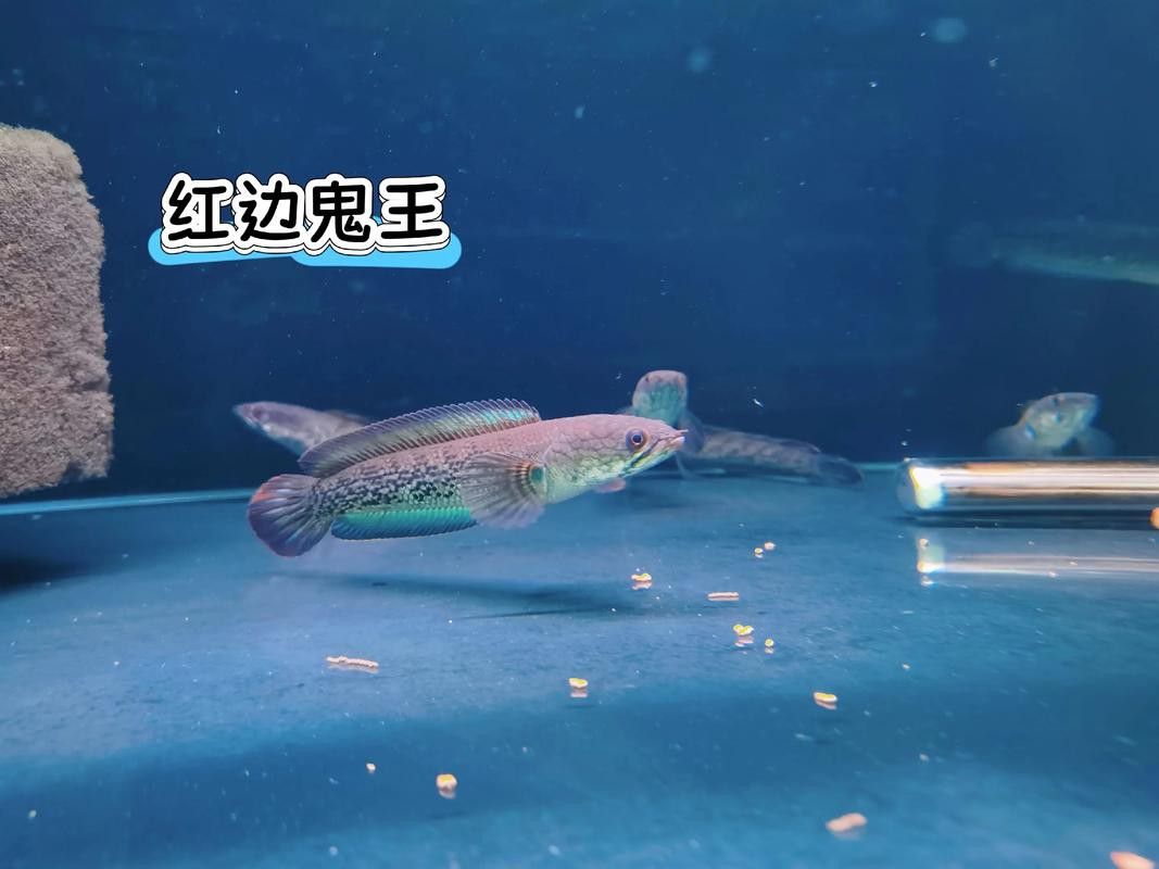 天津雷龍魚專賣店