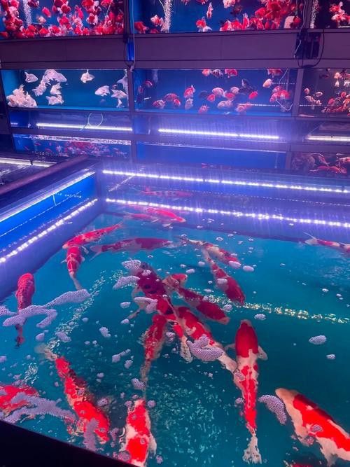 天津雷龍魚專賣店