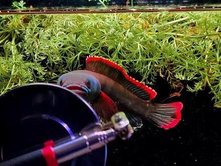 血斑雷龍魚1型多少錢