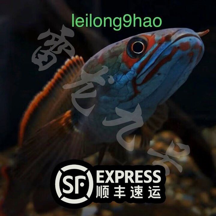 血斑雷龍魚1型多少錢