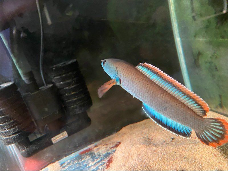 血斑雷龍魚1型多少錢