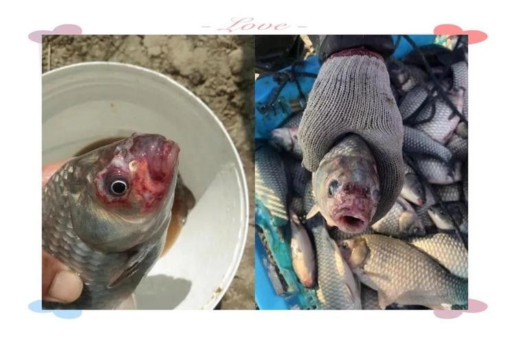 銀龍魚爛嘴怎么回事兒圖片 龍魚百科 第16張 銀龍魚爛嘴怎么回事兒圖片 銀龍魚爛嘴怎么回事兒圖片 龍魚百科 第16張