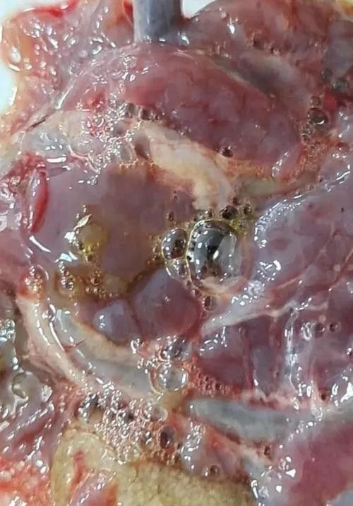 銀龍魚爛嘴怎么回事兒圖片 龍魚百科 第5張 銀龍魚爛嘴怎么回事兒圖片 銀龍魚爛嘴怎么回事兒圖片 龍魚百科 第5張