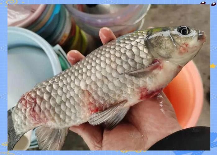 銀龍魚爛嘴怎么回事兒圖片 龍魚百科 第13張 銀龍魚爛嘴怎么回事兒圖片 銀龍魚爛嘴怎么回事兒圖片 龍魚百科 第13張