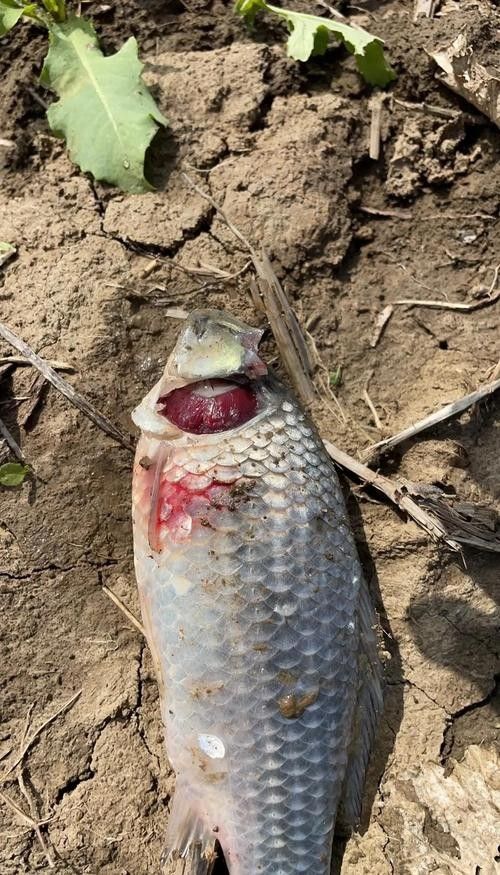 銀龍魚爛嘴怎么回事兒圖片 龍魚百科 第11張 銀龍魚爛嘴怎么回事兒圖片 銀龍魚爛嘴怎么回事兒圖片 龍魚百科 第11張