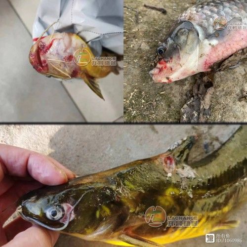 銀龍魚爛嘴怎么回事兒圖片 龍魚百科 第15張 銀龍魚爛嘴怎么回事兒圖片 銀龍魚爛嘴怎么回事兒圖片 龍魚百科 第15張