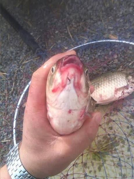 銀龍魚爛嘴怎么回事兒圖片 銀龍魚爛嘴怎么回事兒圖片 龍魚百科 第19張
