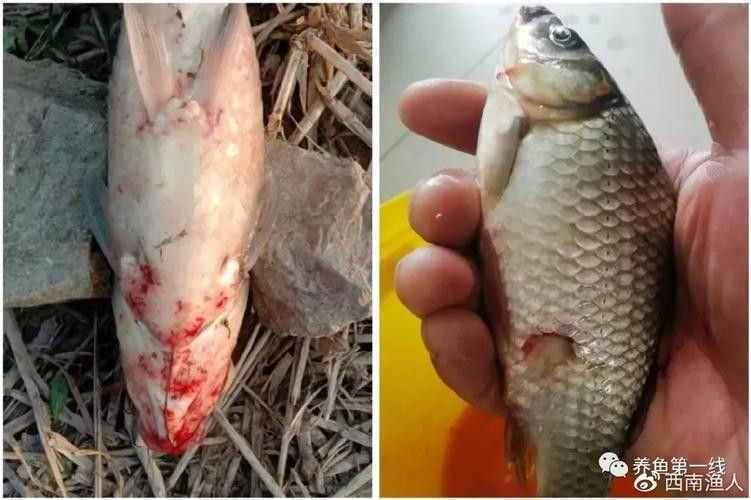銀龍魚爛嘴怎么回事兒圖片 龍魚百科 第18張 銀龍魚爛嘴怎么回事兒圖片 銀龍魚爛嘴怎么回事兒圖片 龍魚百科 第18張