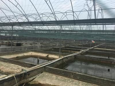大日玉鯖魚批發：關于大日玉鯖魚批發和貨源基地的一些信息