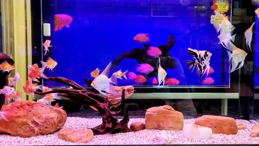 大日玉鯖魚批發：關于大日玉鯖魚批發和貨源基地的一些信息
