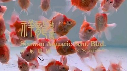 大日玉鯖魚批發：關于大日玉鯖魚批發和貨源基地的一些信息