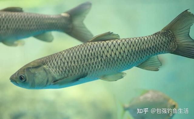 龍魚吃的食物多久消化 龍魚吃的食物多久消化 龍魚百科 第1張