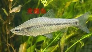 龍魚怎么吃麥穗魚最安全：龍魚怎么吃麥穗魚
