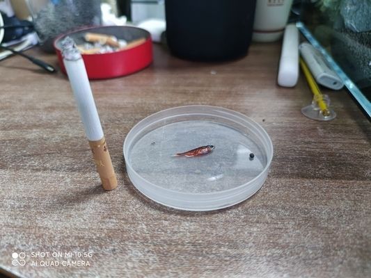 申古銀版魚飼料選擇：申古銀版魚的飼料選擇