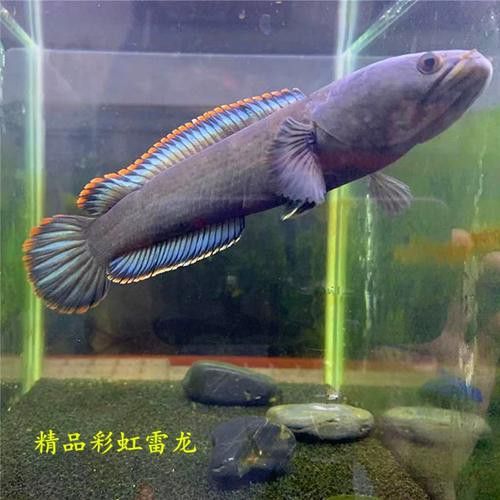 什么雷龍魚最便宜又好養