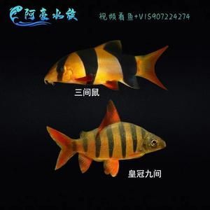 龍魚的高端配魚是什么魚啊：哪些魚適合與龍魚混養