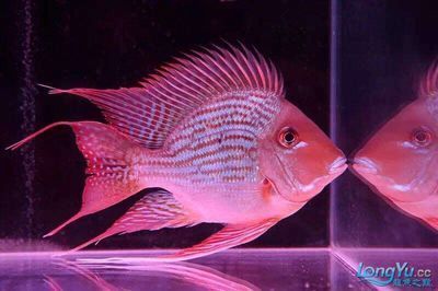 龍魚的高端配魚是什么魚啊：哪些魚適合與龍魚混養