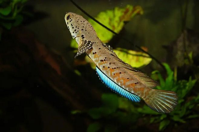 雷龍魚的分類，雷龍魚品種多樣性為水族愛好者提供了廣泛的選擇空間