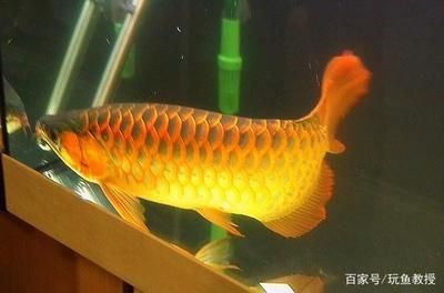 龍魚(yú)發(fā)色燈正確位置圖片視頻大全集：龍魚(yú)發(fā)色燈的正確位置