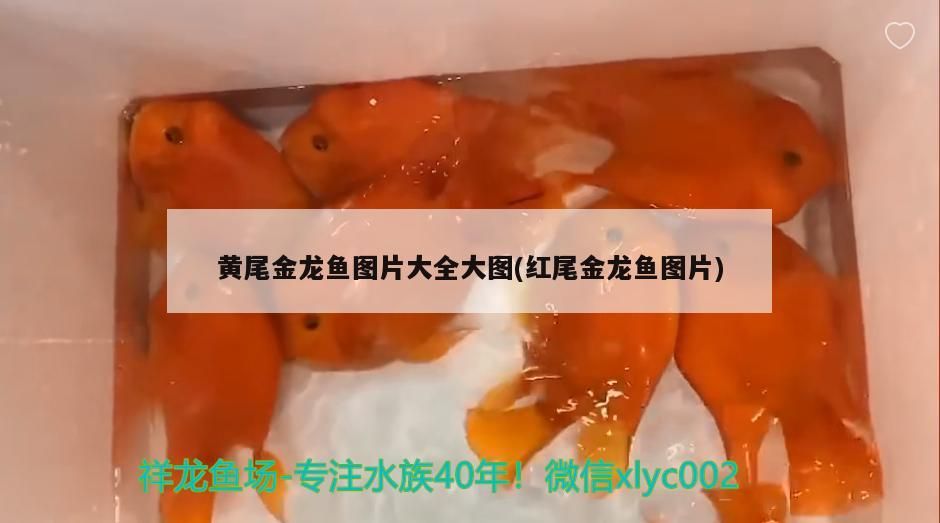 黃尾金龍魚圖片大全大圖(紅尾金龍魚圖片)