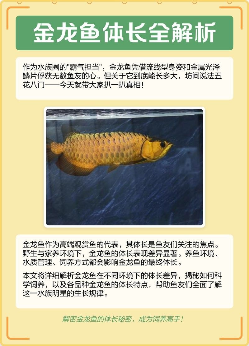 黑底養的金龍魚能長多大